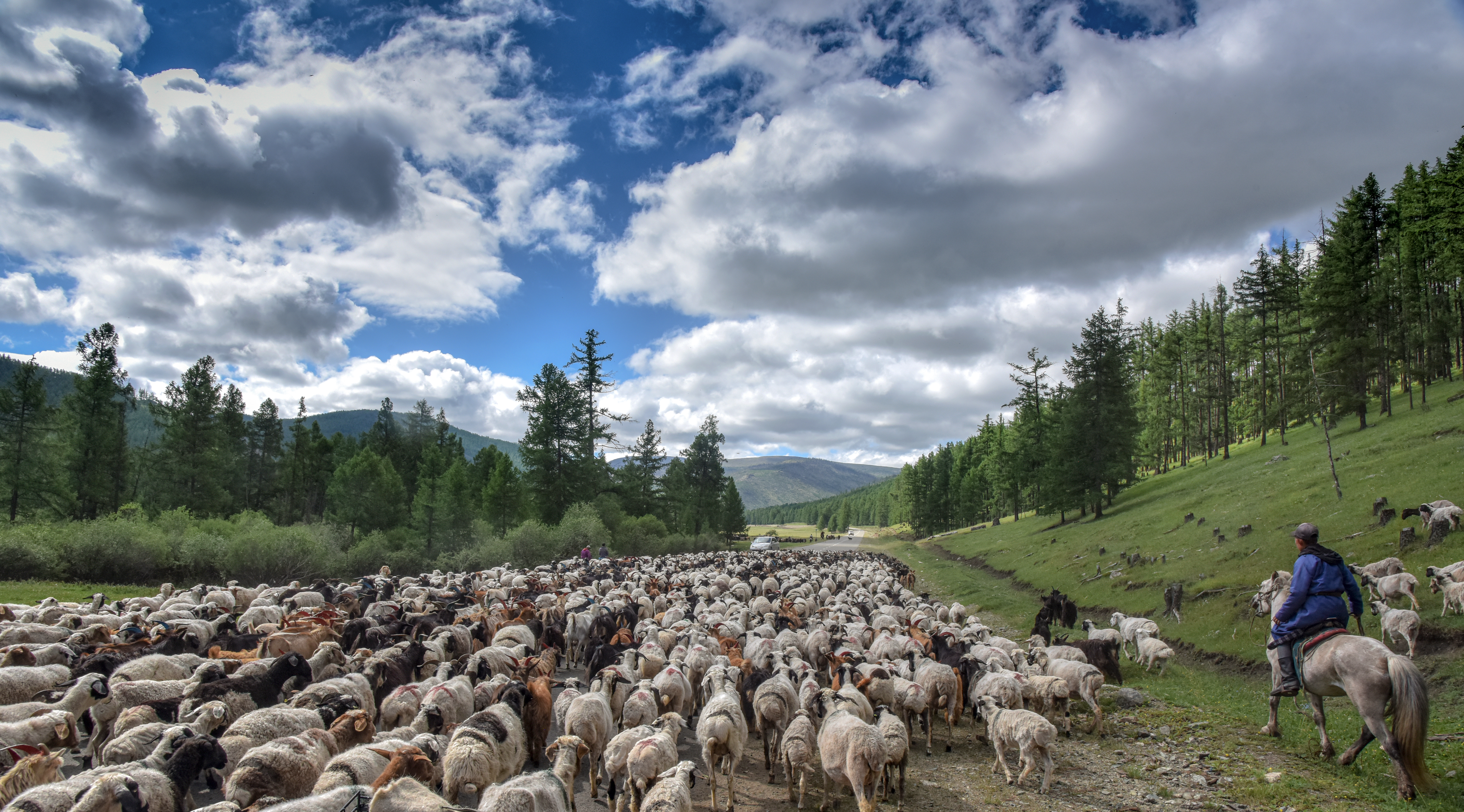 Sheep Image